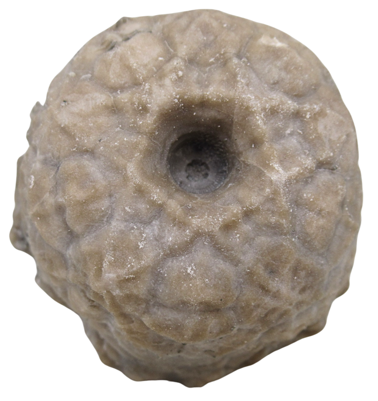 Michigan Crinoid Fossils For Sale Genuine Fossils 2 | Fossils for Sale Michigan Crinoid Fossils For Sale Genuine Fossils 2