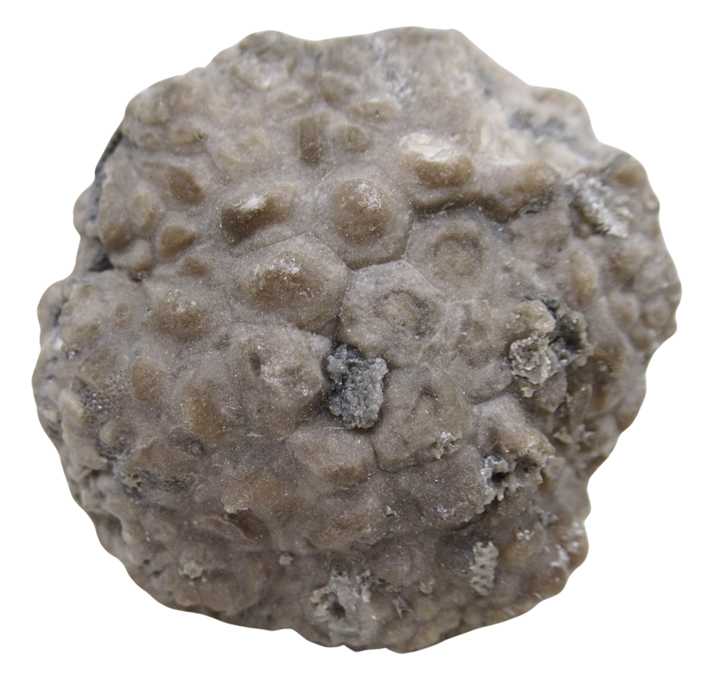 Michigan Crinoid Fossils For Sale Genuine Fossils 2a | Fossils for Sale Michigan Crinoid Fossils For Sale Genuine Fossils 2a