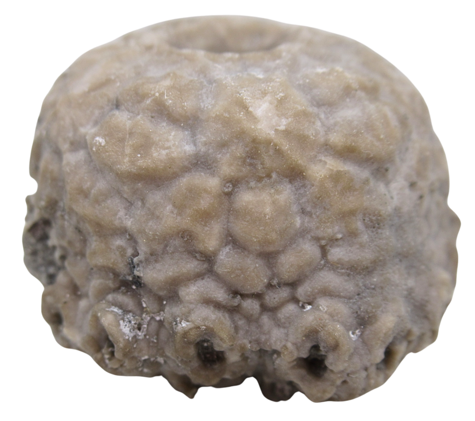 Michigan Crinoid Fossils For Sale Genuine Fossils 2b | Fossils for Sale Michigan Crinoid Fossils For Sale Genuine Fossils 2b
