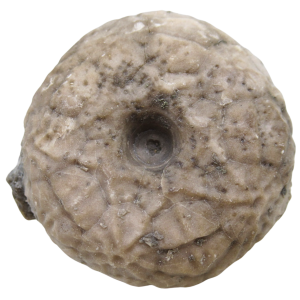 Michigan Crinoid Fossils For Sale Genuine Fossils 3