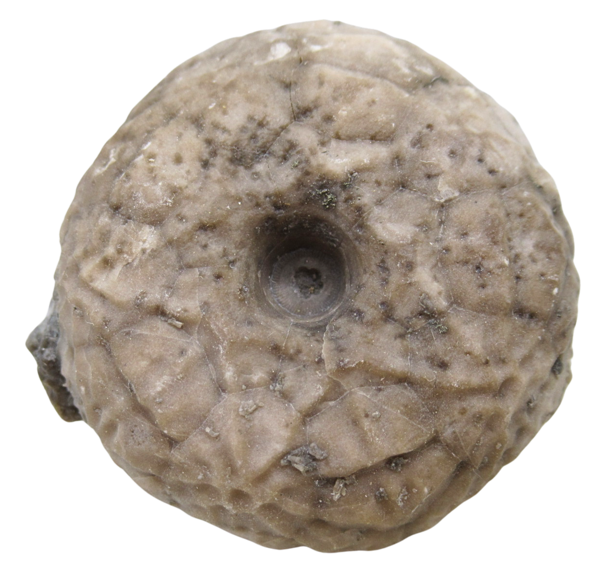 Michigan Crinoid Fossils For Sale Genuine Fossils 3 | Fossils for Sale Michigan Crinoid Fossils For Sale Genuine Fossils 3