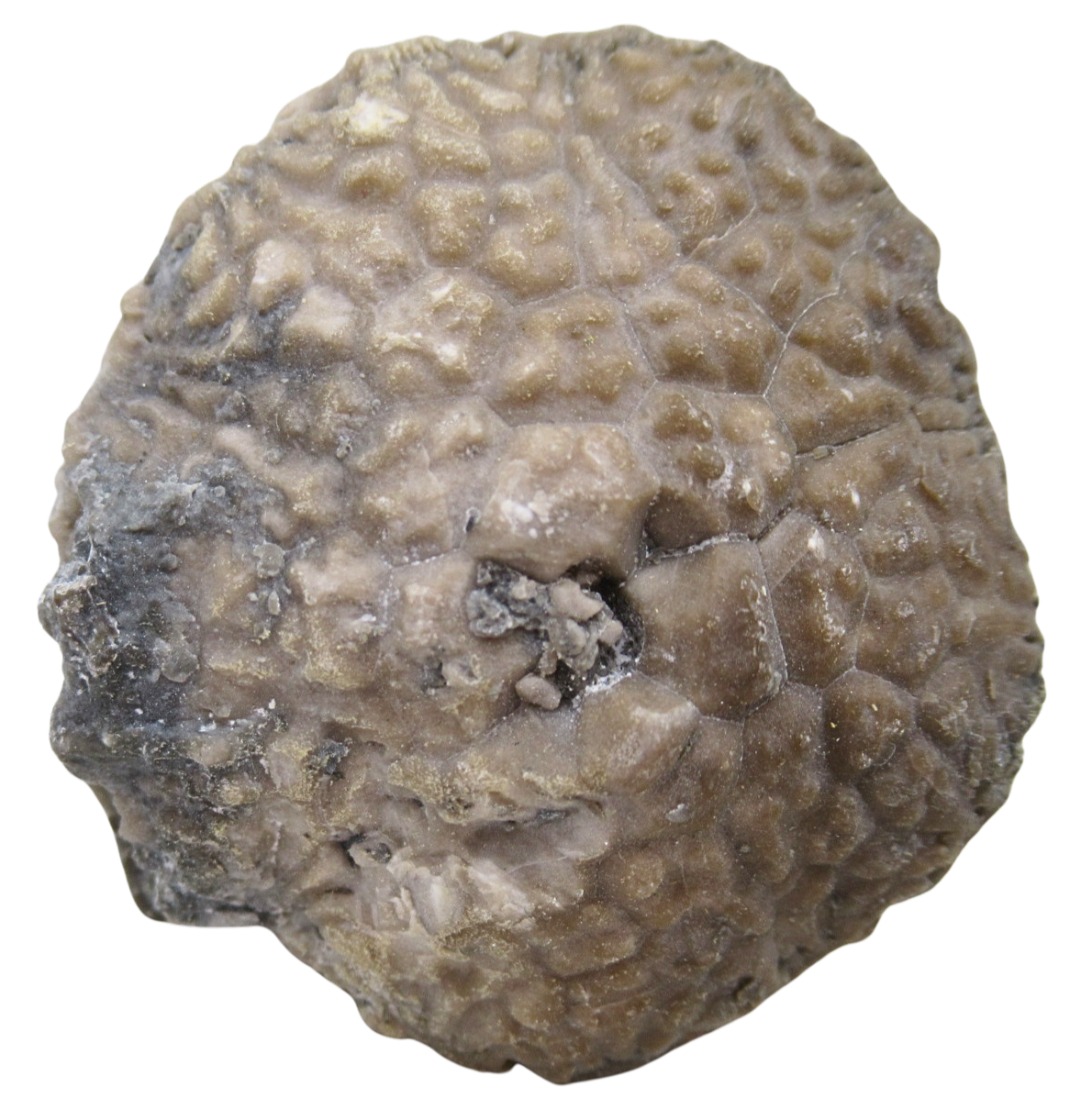 Michigan Crinoid Fossils For Sale Genuine Fossils 3a | Fossils for Sale Michigan Crinoid Fossils For Sale Genuine Fossils 3a