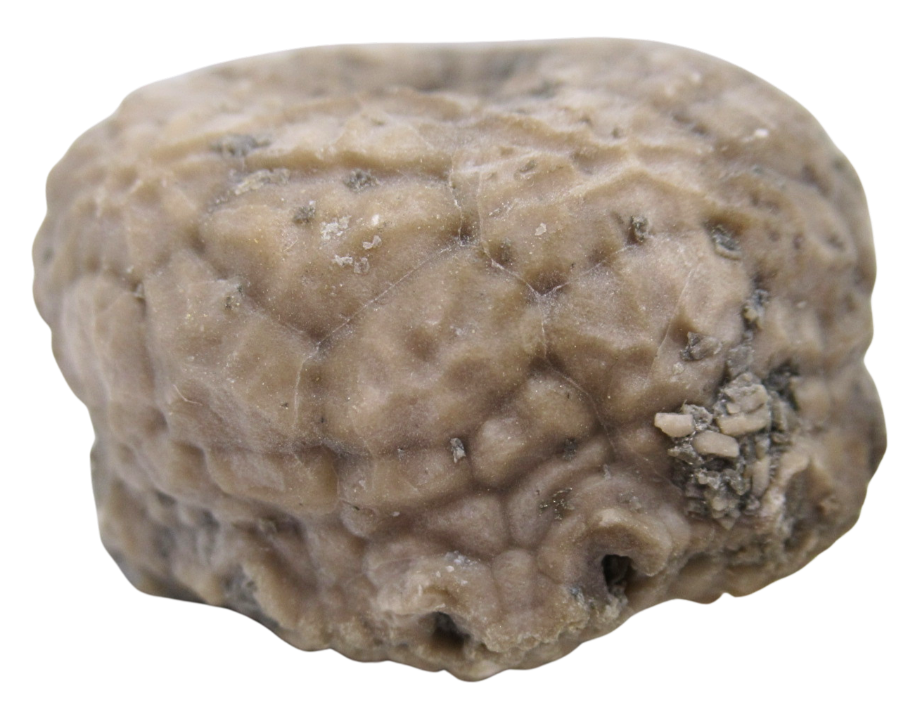 Michigan Crinoid Fossils For Sale Genuine Fossils 3b | Fossils for Sale Michigan Crinoid Fossils For Sale Genuine Fossils 3b