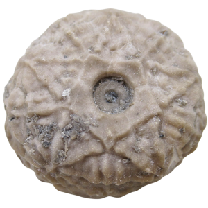 Michigan Crinoid Fossils For Sale Genuine Fossils 4