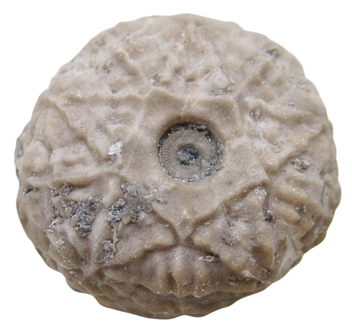 Michigan Crinoid Fossils For Sale Genuine Fossils 4 | Fossils for Sale Michigan Crinoid Fossils For Sale Genuine Fossils 4