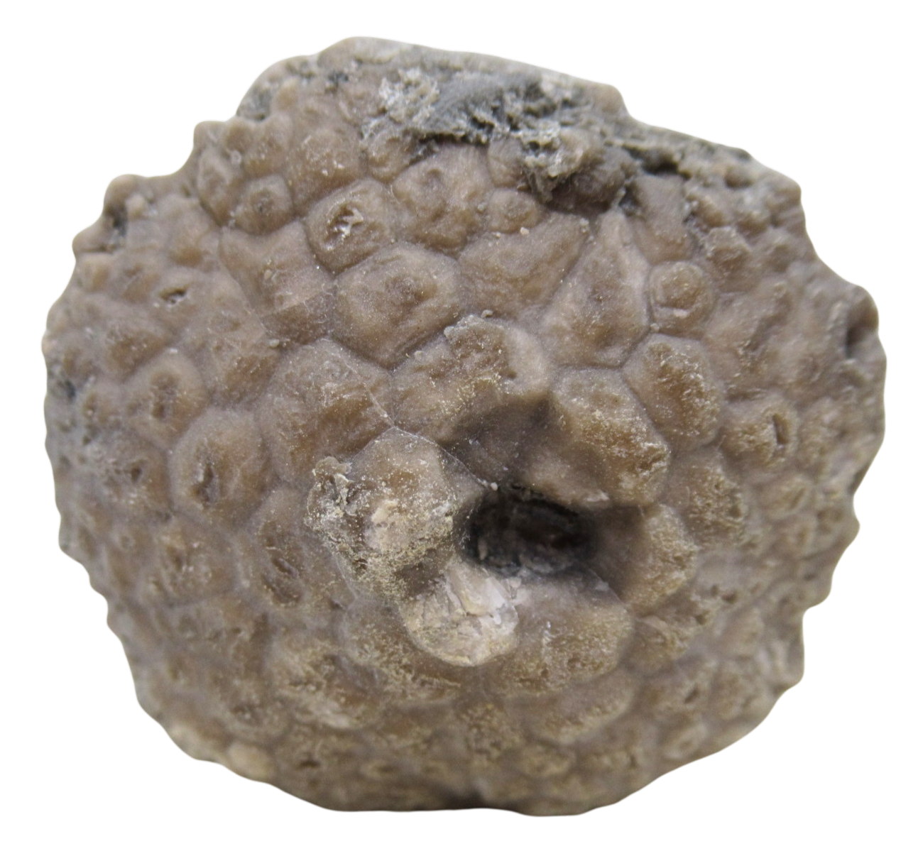 Michigan Crinoid Fossils For Sale Genuine Fossils 4a | Fossils for Sale Michigan Crinoid Fossils For Sale Genuine Fossils 4a
