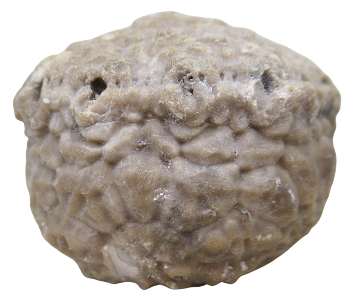 Michigan Crinoid Fossils For Sale Genuine Fossils 4b | Fossils for Sale Michigan Crinoid Fossils For Sale Genuine Fossils 4b