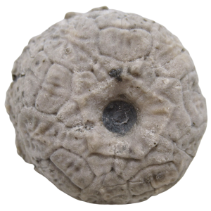 Michigan Crinoid Fossils For Sale Genuine Fossils 5