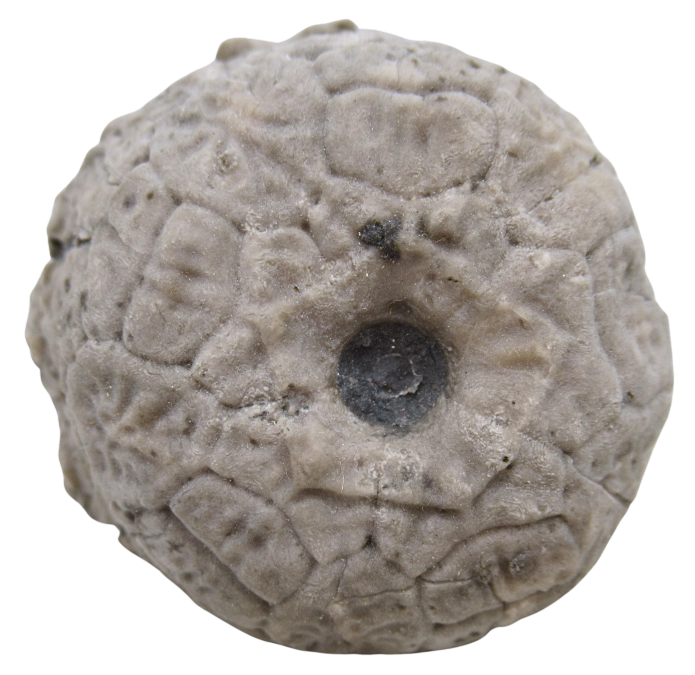 Michigan Crinoid Fossils For Sale Genuine Fossils 5 | Fossils for Sale Michigan Crinoid Fossils For Sale Genuine Fossils 5