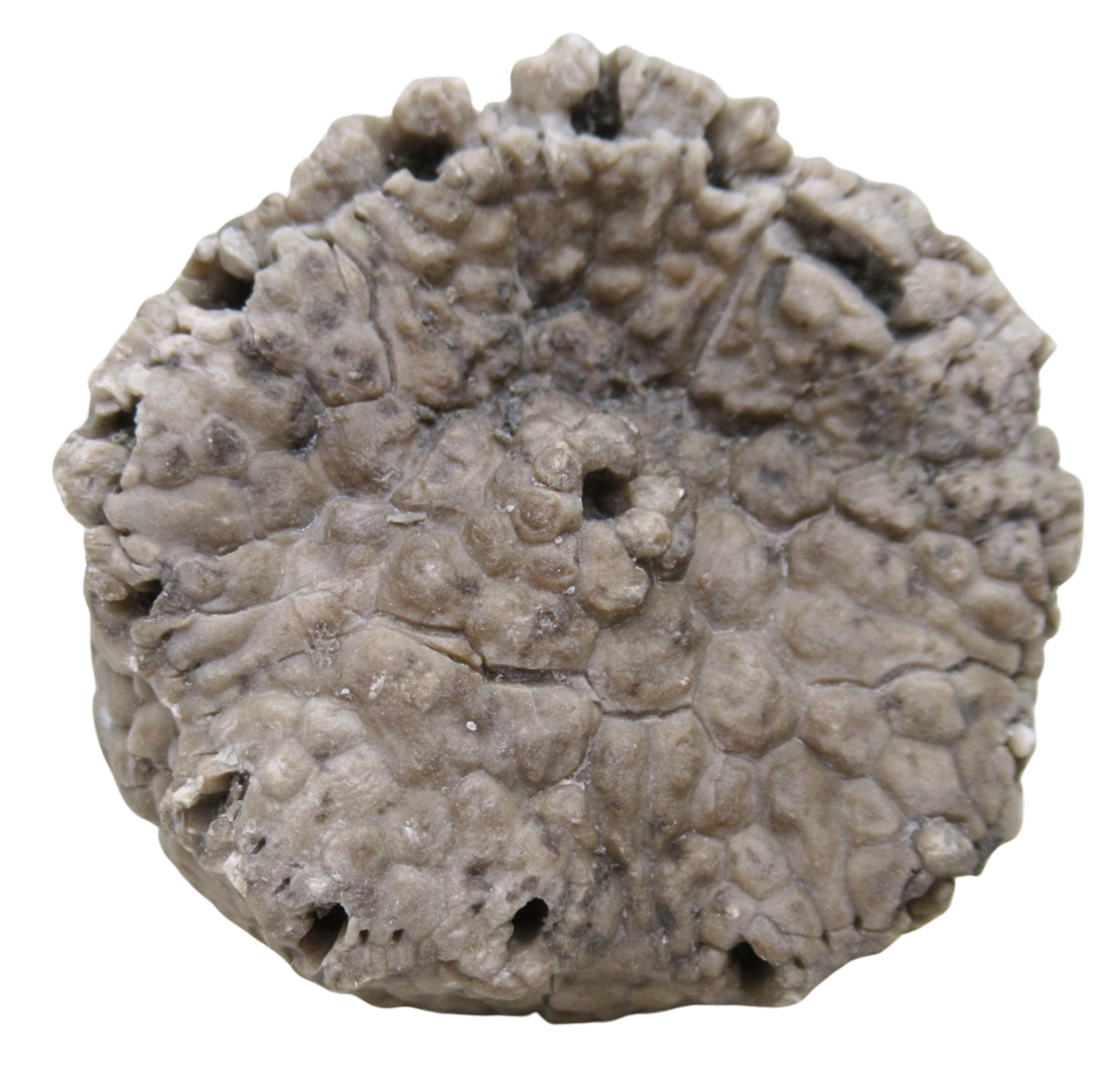 Michigan Crinoid Fossils For Sale Genuine Fossils 5a | Fossils for Sale Michigan Crinoid Fossils For Sale Genuine Fossils 5a