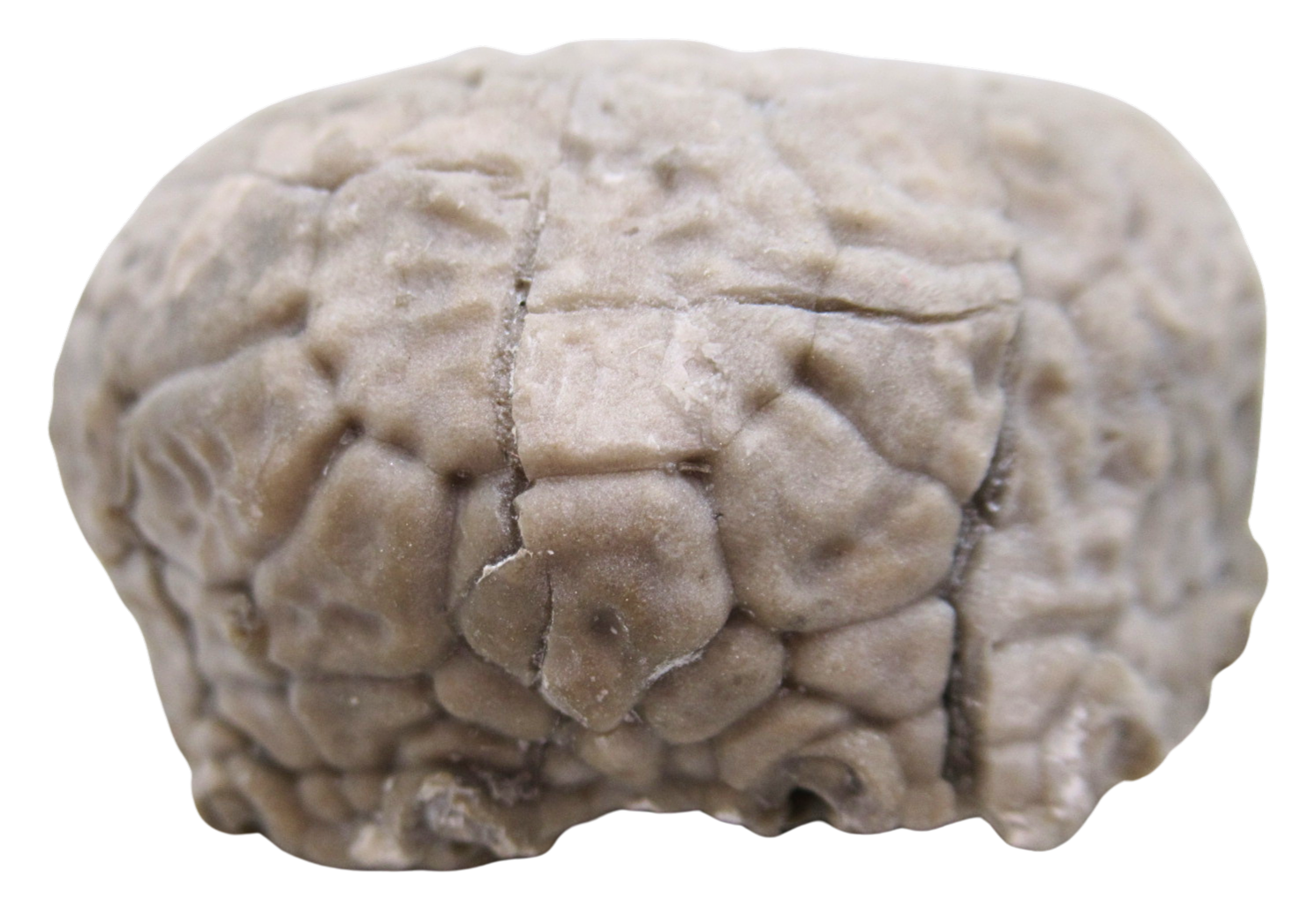 Michigan Crinoid Fossils For Sale Genuine Fossils 5b | Fossils for Sale Michigan Crinoid Fossils For Sale Genuine Fossils 5b