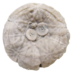 Michigan Crinoid Fossils For Sale Genuine Fossils 6