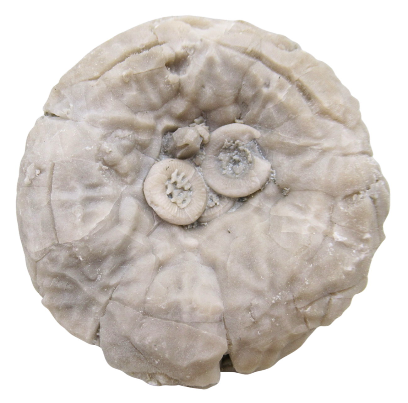 Michigan Crinoid Fossils For Sale Genuine Fossils 6 | Fossils for Sale Michigan Crinoid Fossils For Sale Genuine Fossils 6