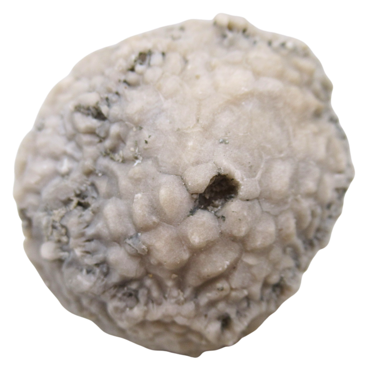Michigan Crinoid Fossils For Sale Genuine Fossils 6a | Fossils for Sale Michigan Crinoid Fossils For Sale Genuine Fossils 6a