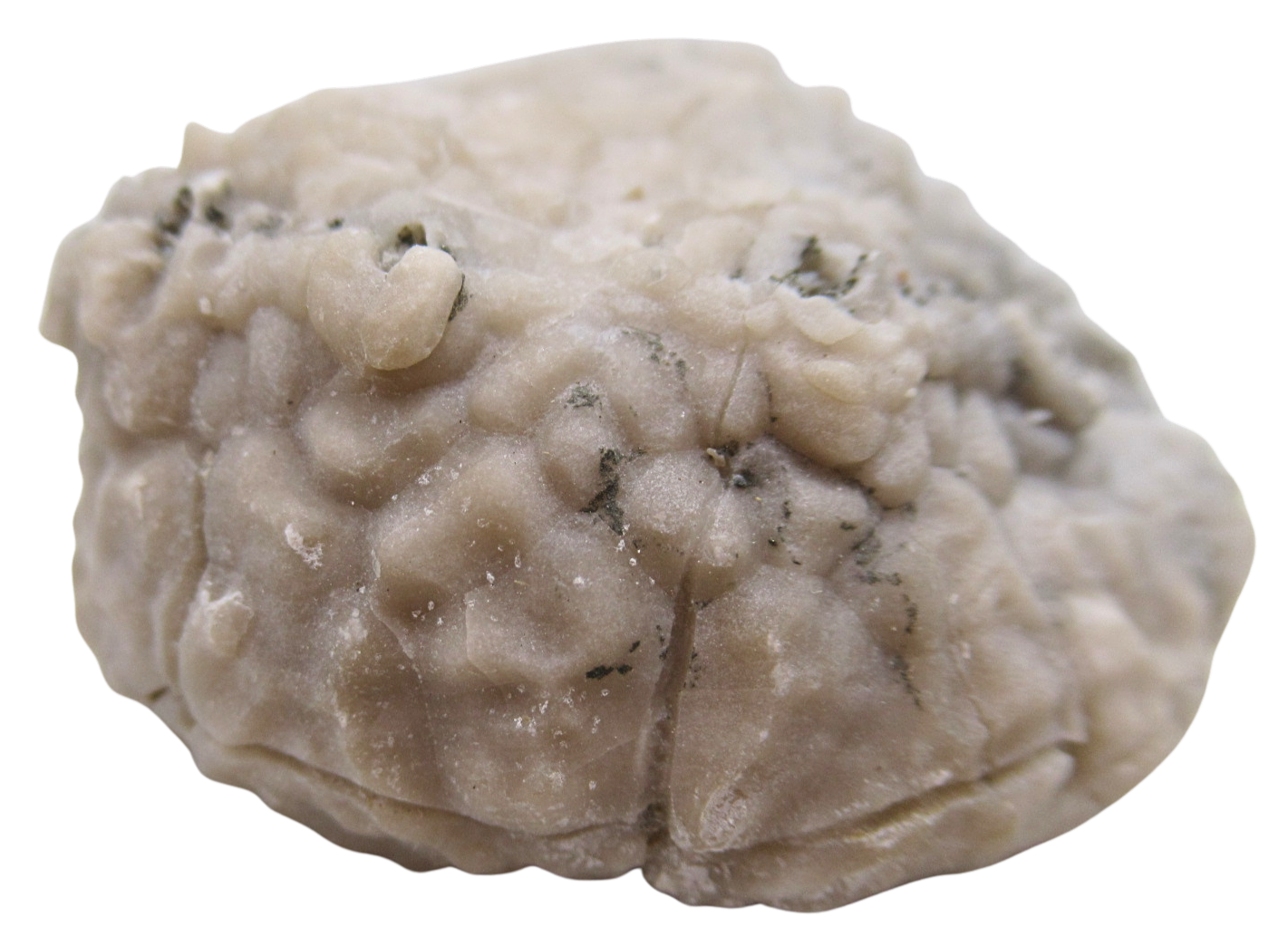 Michigan Crinoid Fossils For Sale Genuine Fossils 6b | Fossils for Sale Michigan Crinoid Fossils For Sale Genuine Fossils 6b