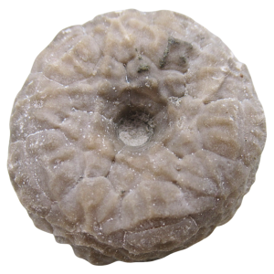 Michigan Crinoid Fossils For Sale Genuine Fossils 7
