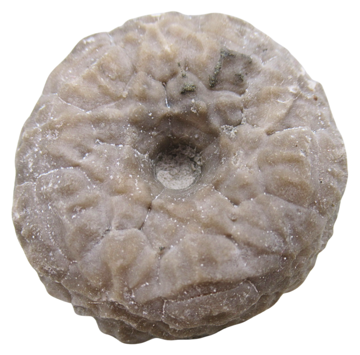 Michigan Crinoid Fossils For Sale Genuine Fossils 7 | Fossils for Sale Michigan Crinoid Fossils For Sale Genuine Fossils 7