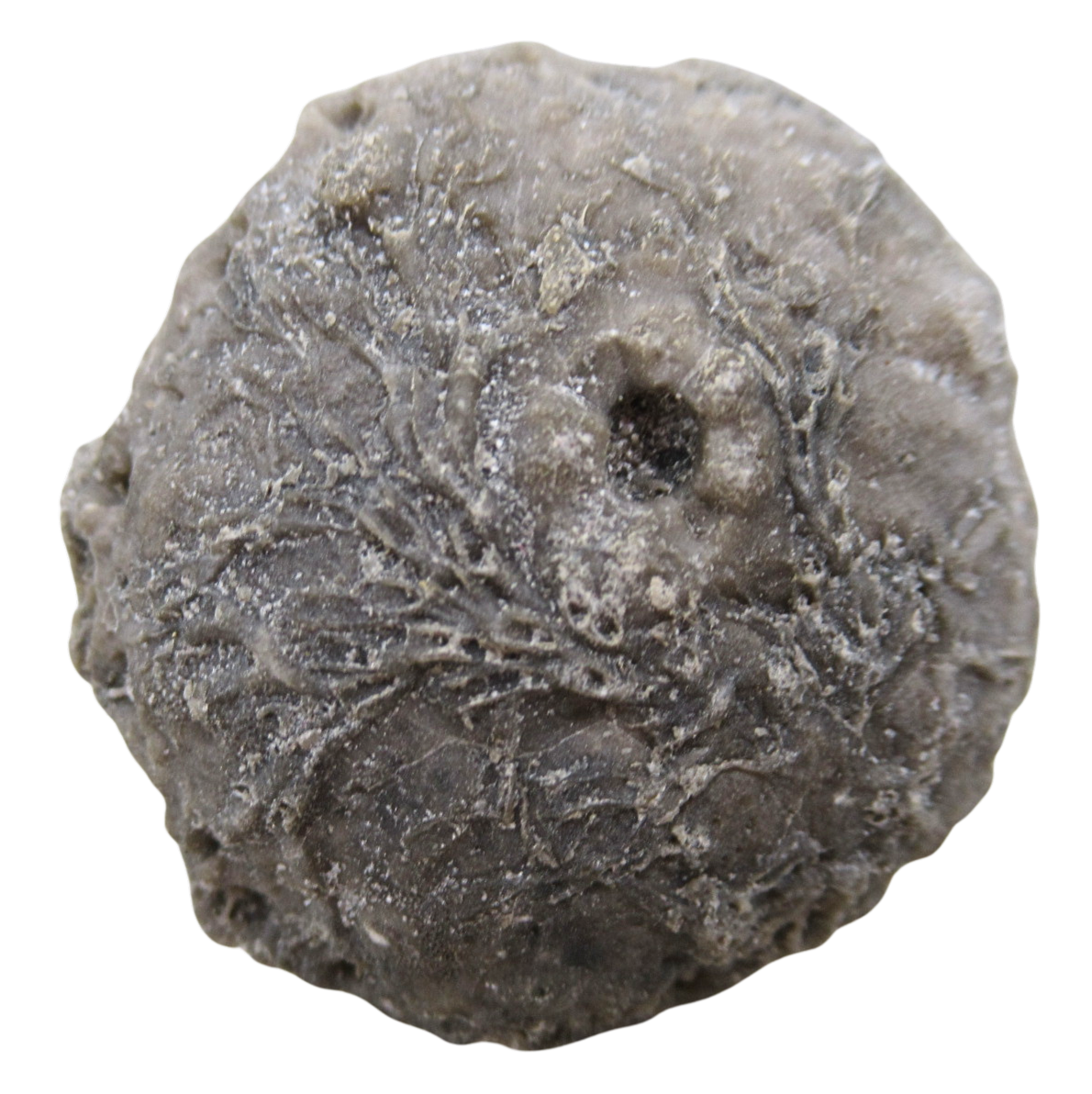 Michigan Crinoid Fossils For Sale Genuine Fossils 7a | Fossils for Sale Michigan Crinoid Fossils For Sale Genuine Fossils 7a