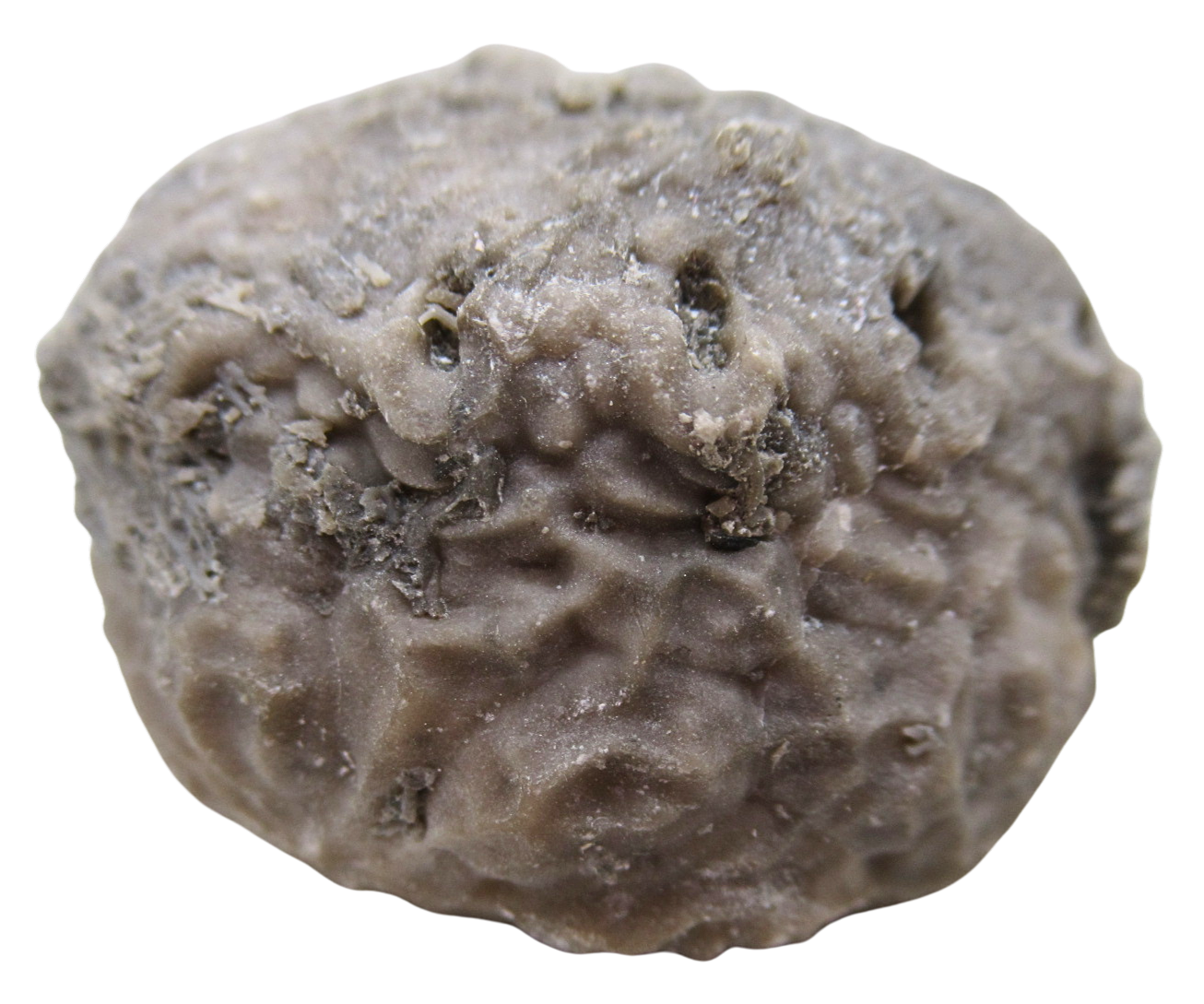 Michigan Crinoid Fossils For Sale Genuine Fossils 7b | Fossils for Sale Michigan Crinoid Fossils For Sale Genuine Fossils 7b