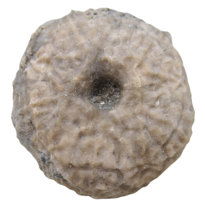 Michigan Crinoid Fossils For Sale Genuine Fossils 8