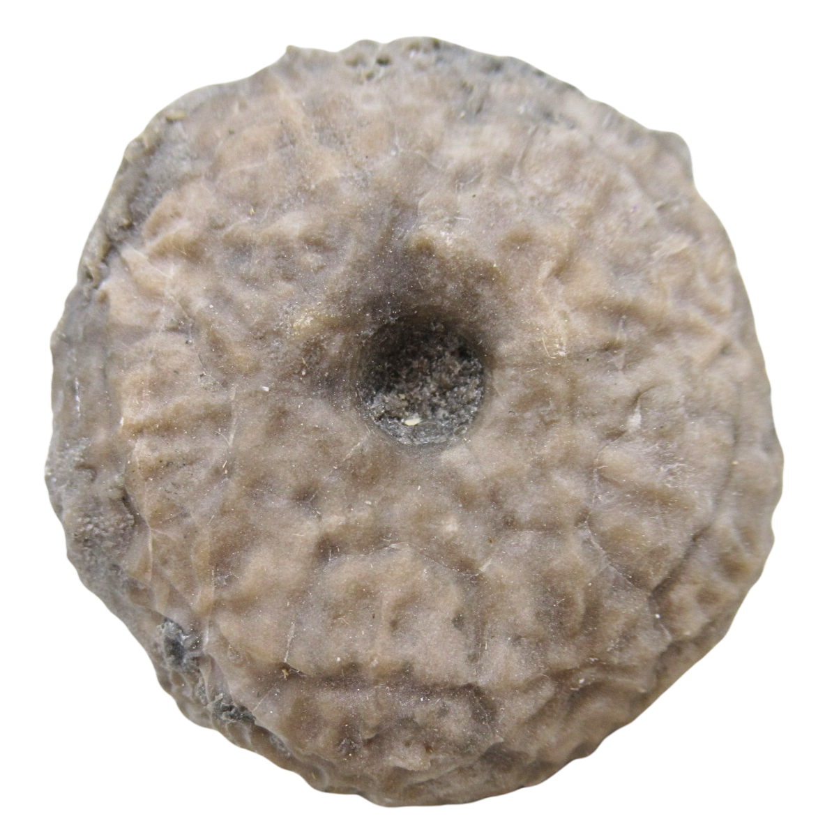 Michigan Crinoid Fossils For Sale Genuine Fossils 8 | Fossils for Sale Michigan Crinoid Fossils For Sale Genuine Fossils 8