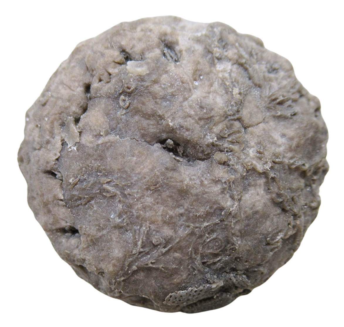 Michigan Crinoid Fossils For Sale Genuine Fossils 8a | Fossils for Sale Michigan Crinoid Fossils For Sale Genuine Fossils 8a