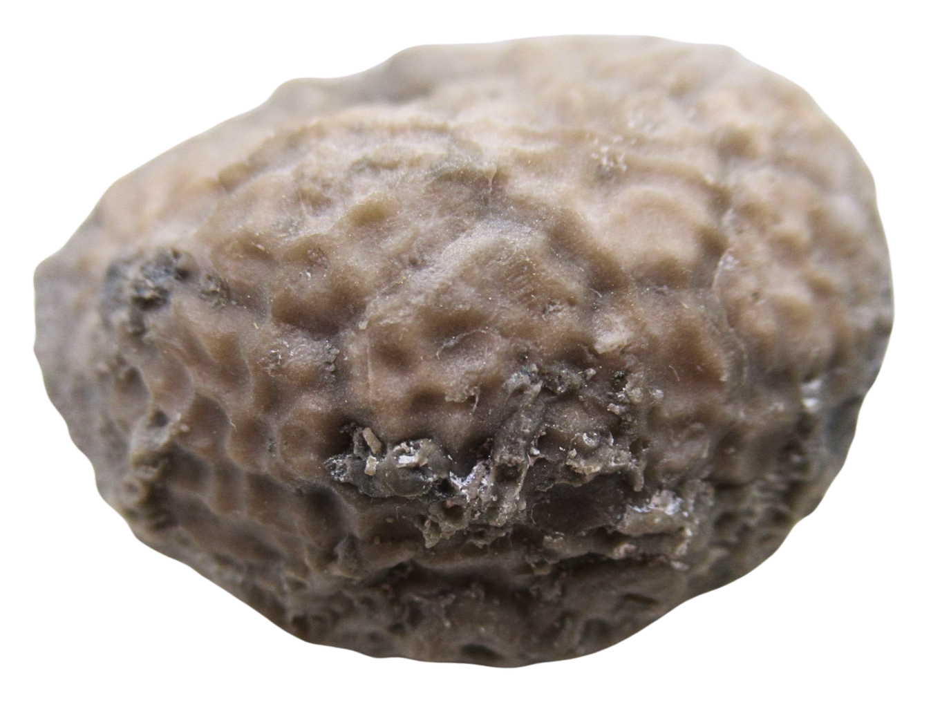 Michigan Crinoid Fossils For Sale Genuine Fossils 8b | Fossils for Sale Michigan Crinoid Fossils For Sale Genuine Fossils 8b