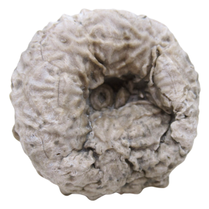 Michigan Crinoid Fossils For Sale Genuine Fossils 9