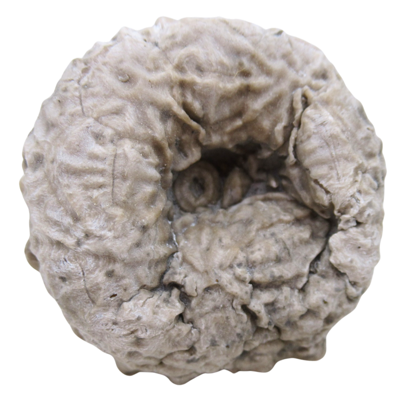Michigan Crinoid Fossils For Sale Genuine Fossils 9 | Fossils for Sale Michigan Crinoid Fossils For Sale Genuine Fossils 9