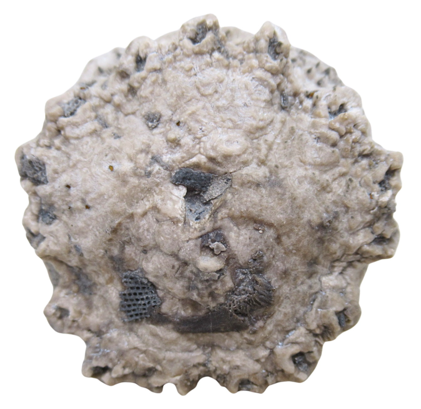 Michigan Crinoid Fossils For Sale Genuine Fossils 9a | Fossils for Sale Michigan Crinoid Fossils For Sale Genuine Fossils 9a