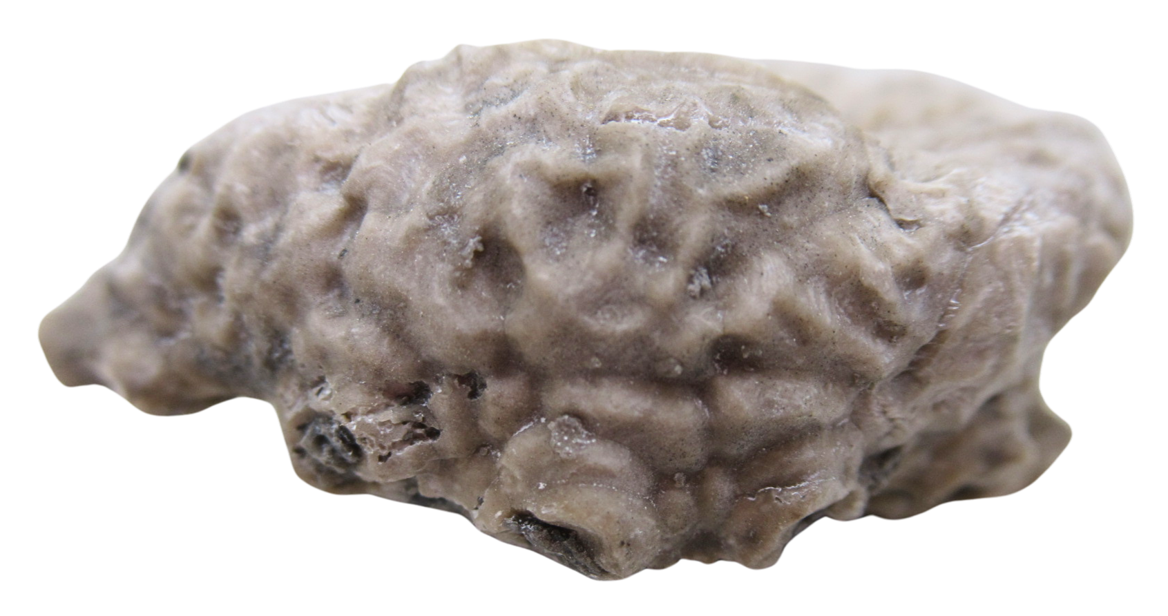 Michigan Crinoid Fossils For Sale Genuine Fossils 9b | Fossils for Sale Michigan Crinoid Fossils For Sale Genuine Fossils 9b
