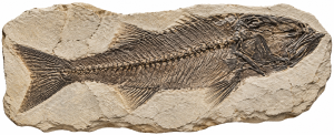 Mioplosus | Fossils for Sale Mioplosus Fish Fossil For Sale
