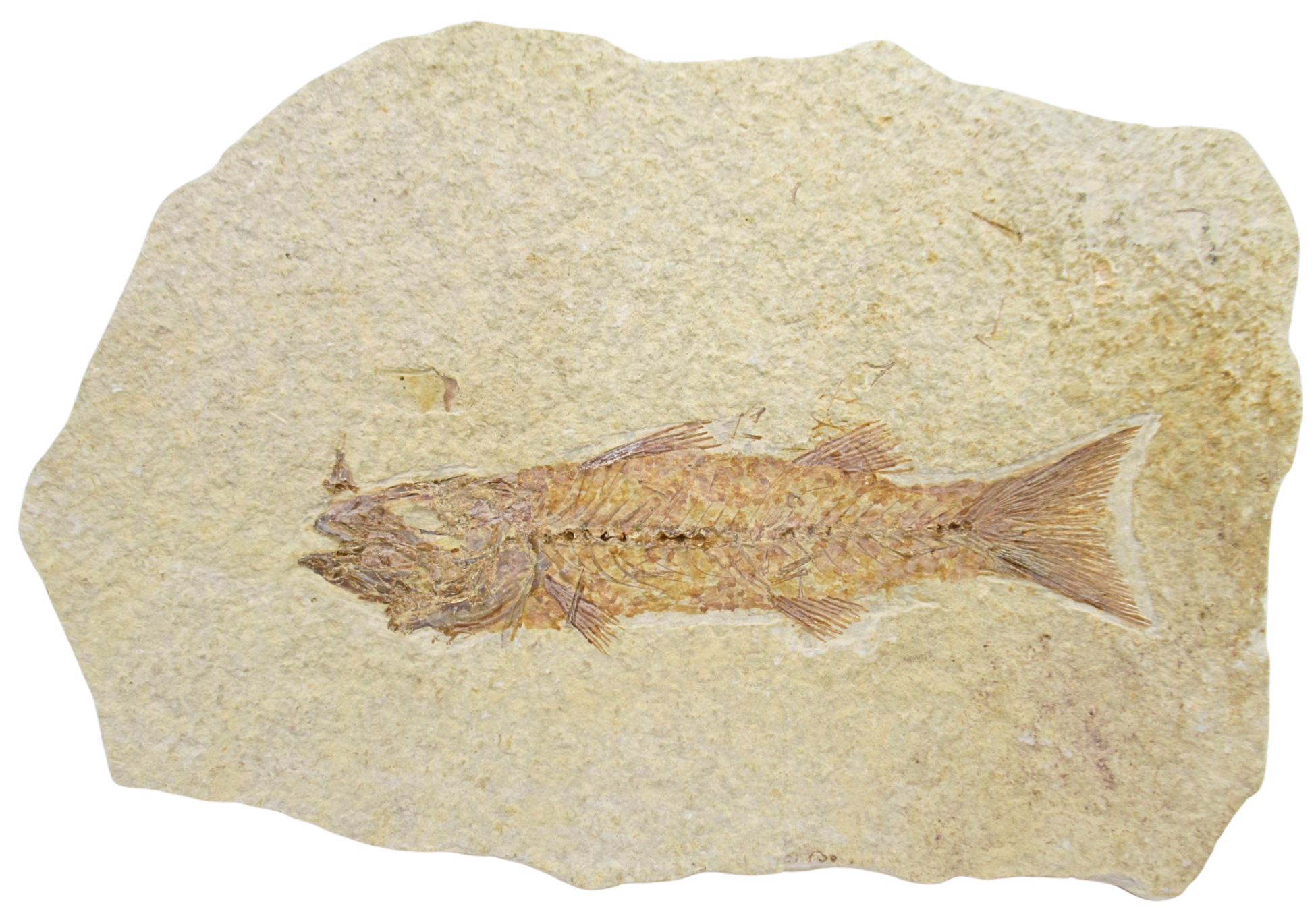 Mioplosus Fish Fossil For Sale Genuine Eocene Fossils 1 | Fossils for Sale Mioplosus Fish Fossil For Sale Genuine Eocene Fossils 1