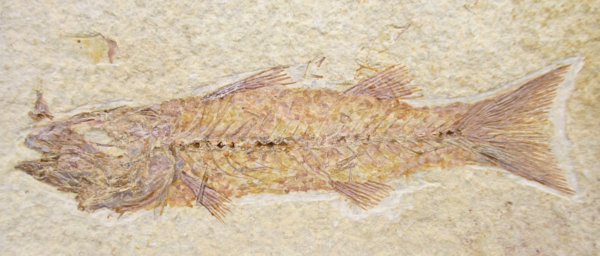 Mioplosus Fish Fossil For Sale Genuine Eocene Fossils 1a | Fossils for Sale Mioplosus Fish Fossil For Sale Genuine Eocene Fossils 1a