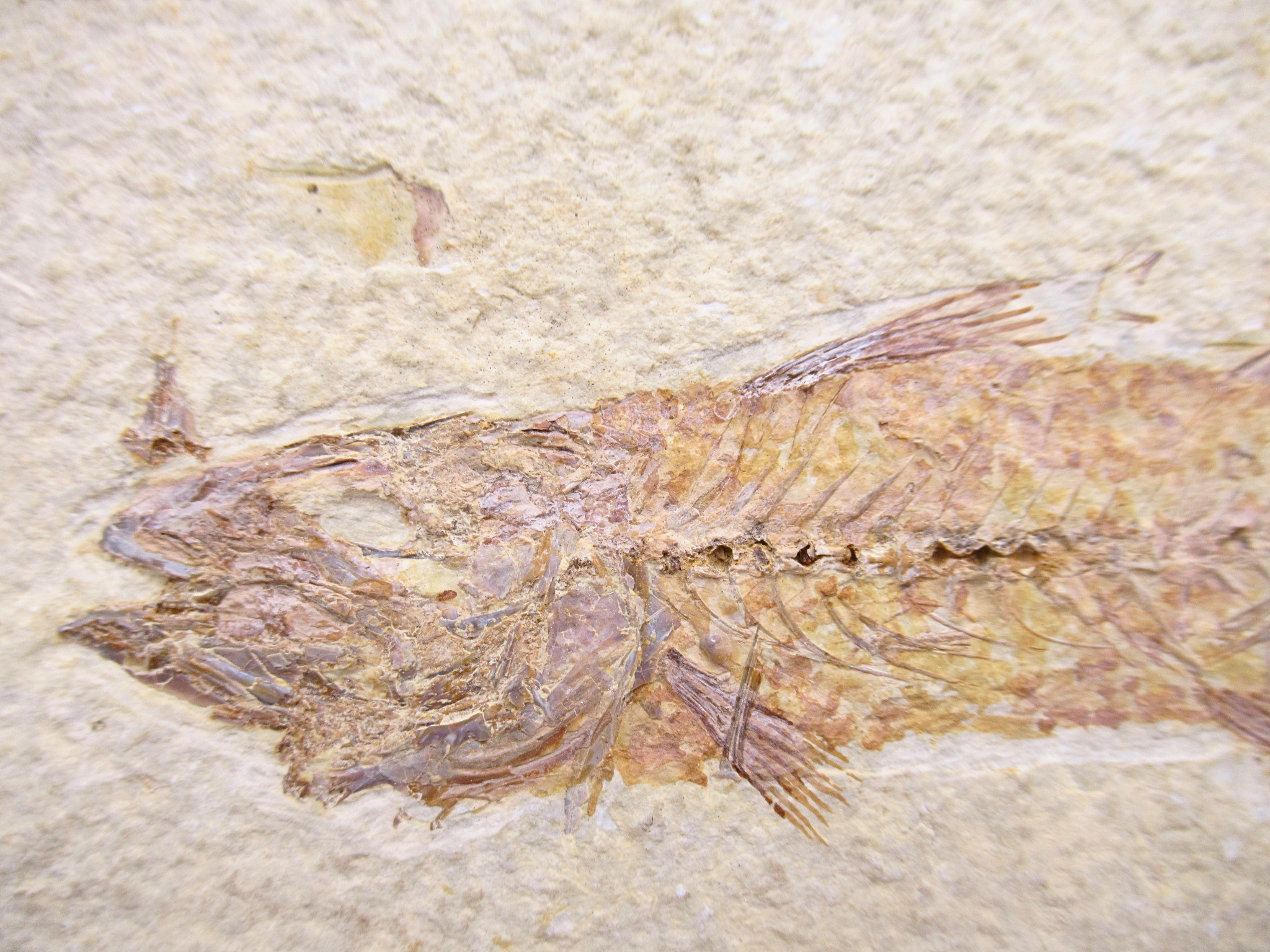 Mioplosus Fish Fossil For Sale Genuine Eocene Fossils 1b | Fossils for Sale
