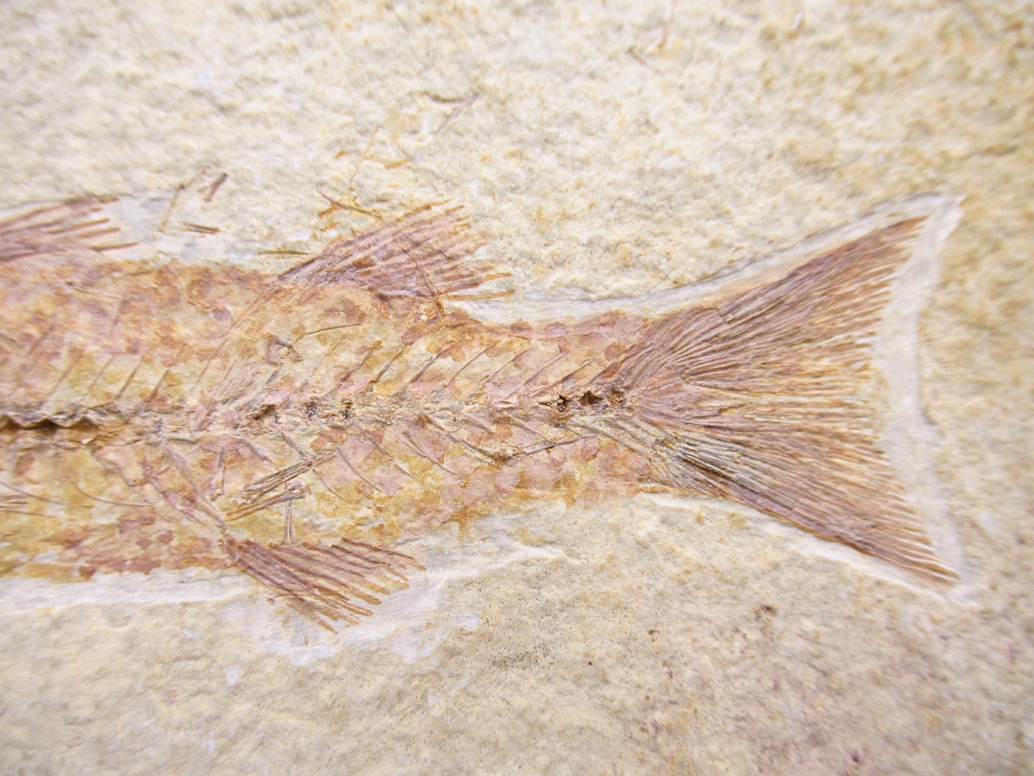 Mioplosus Fish Fossil For Sale Genuine Eocene Fossils 1c | Fossils for Sale Mioplosus Fish Fossil For Sale Genuine Eocene Fossils 1c