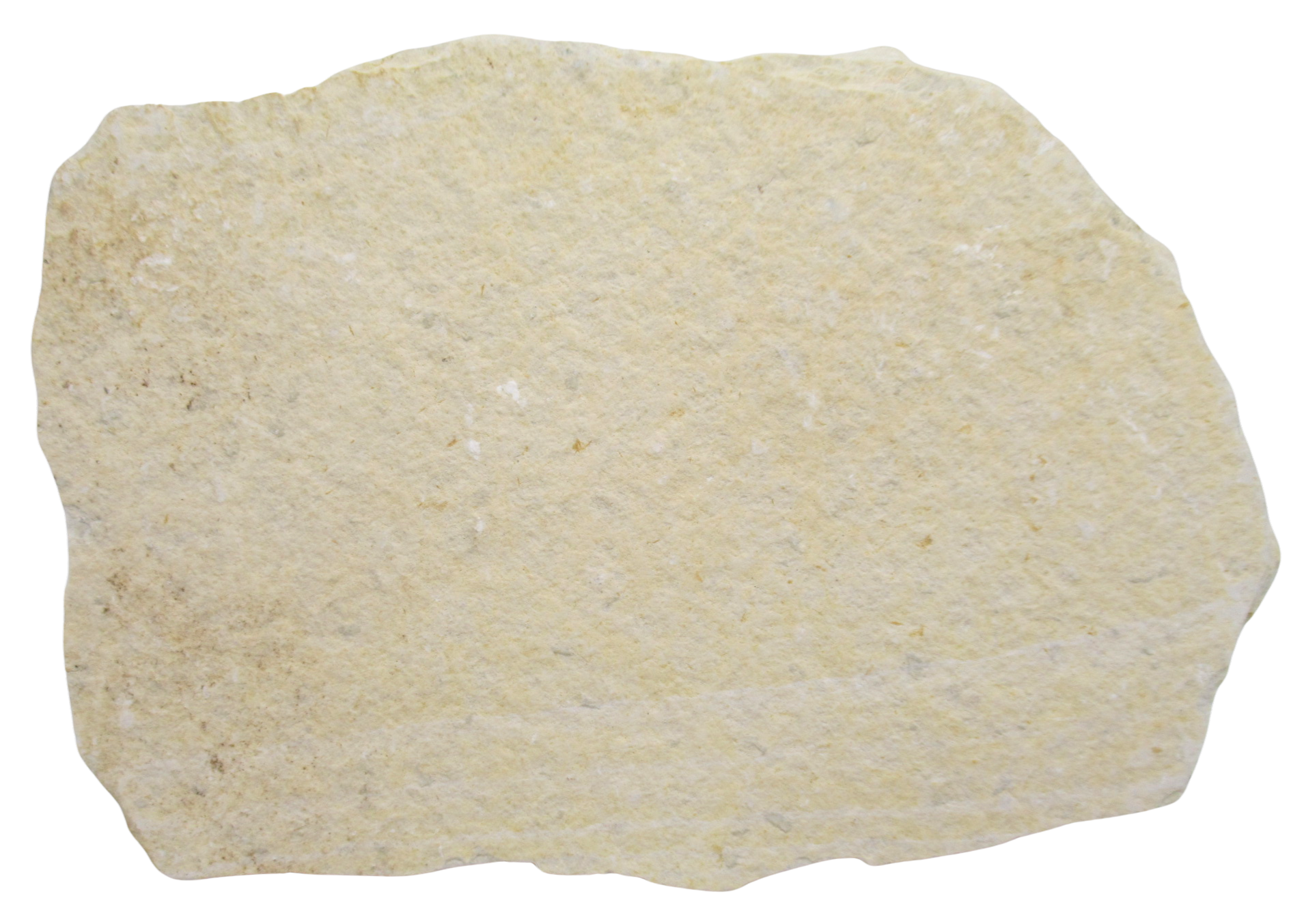 Mioplosus Fish Fossil For Sale Genuine Eocene Fossils 1d | Fossils for Sale Mioplosus Fish Fossil For Sale Genuine Eocene Fossils 1d