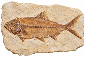 Nice Lebanon Fish | Fossils for Sale Lebanon Fossil Fish For Sale