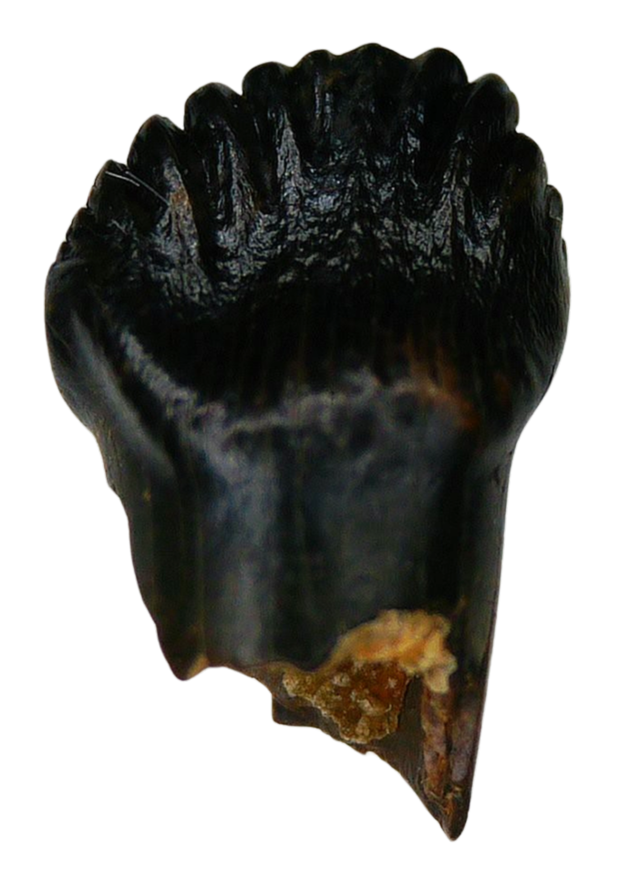 Pachycephalosaurus Dinosaur Fossils For Sale Genuine Fossil Tooth 45 | Fossils for Sale Pachycephalosaurus Dinosaur Fossils For Sale Genuine Fossil Tooth 45