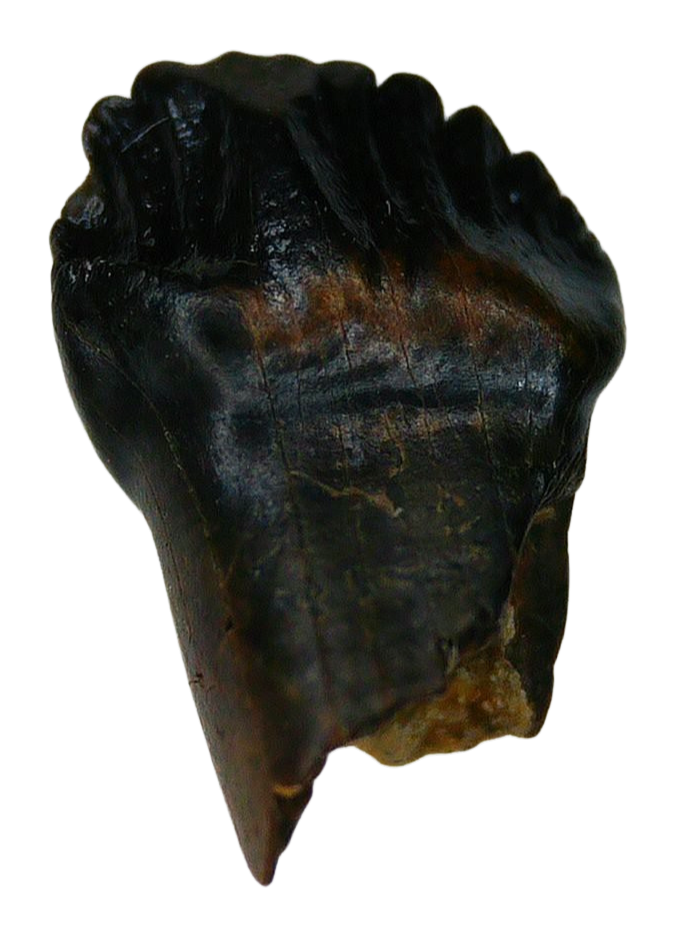 Pachycephalosaurus Dinosaur Fossils For Sale Genuine Fossil Tooth 45a | Fossils for Sale a