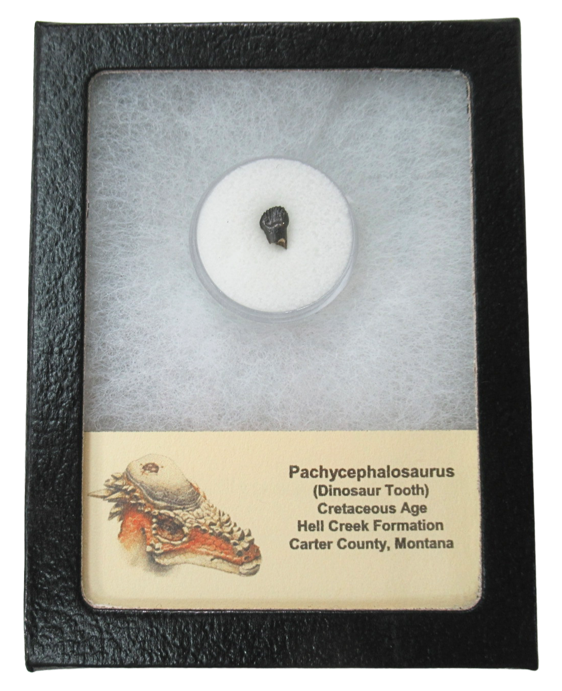 Pachycephalosaurus Dinosaur Fossils For Sale Genuine Fossil Tooth 45b | Fossils for Sale