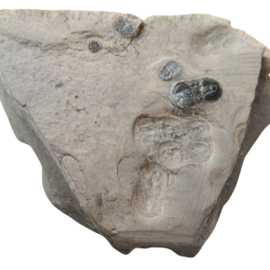 Peronopsis interstrictus Trilobite For Sale Genuine Fossils 20