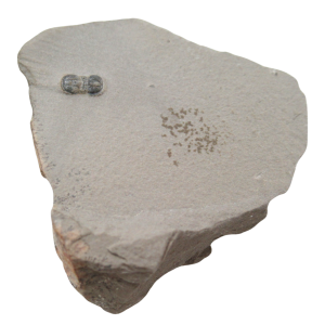 Peronopsis interstrictus Trilobite For Sale Genuine Fossils 21