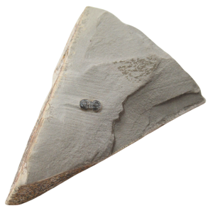 Peronopsis interstrictus Trilobite For Sale Genuine Fossils 23
