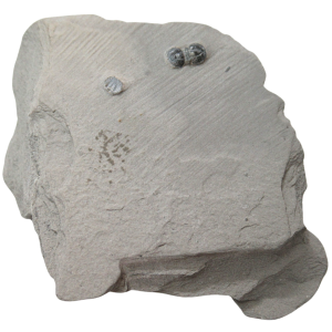 Peronopsis interstrictus Trilobite For Sale Genuine Fossils 24