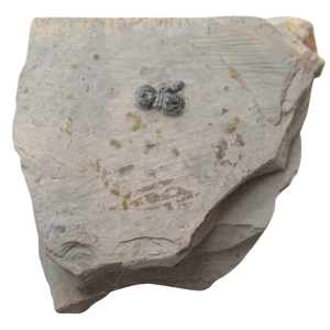Peronopsis interstrictus Trilobite For Sale Genuine Fossils 25