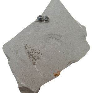Peronopsis interstrictus Trilobite For Sale Genuine Fossils 26