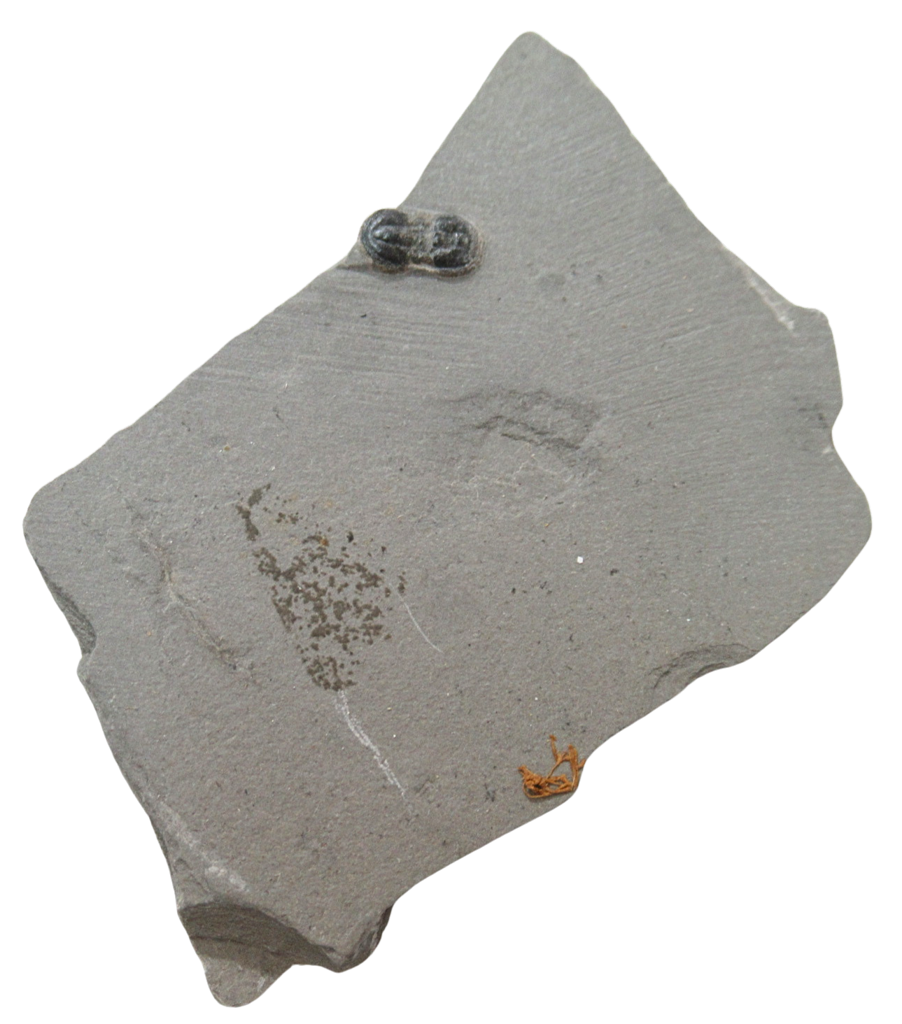 Peronopsis interstrictus Trilobite For Sale Genuine Fossils 26 | Fossils for Sale Peronopsis interstrictus Trilobite For Sale Genuine Fossils 26
