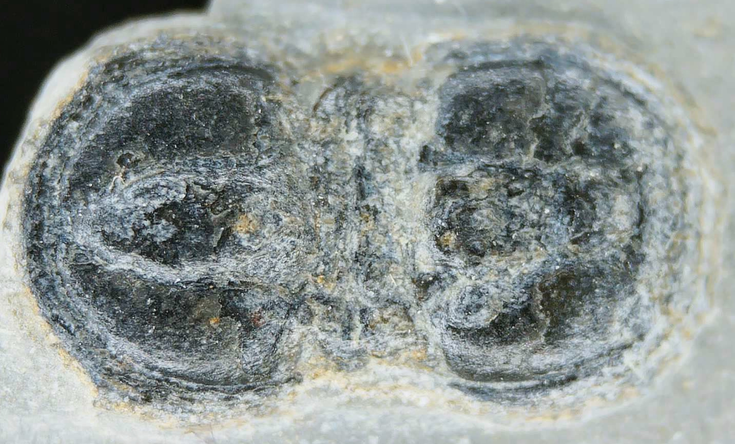 Peronopsis interstrictus Trilobite For Sale Genuine Fossils 26a | Fossils for Sale Peronopsis interstrictus Trilobite For Sale Genuine Fossils 26a