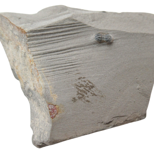 Peronopsis interstrictus Trilobite For Sale Genuine Fossils 27